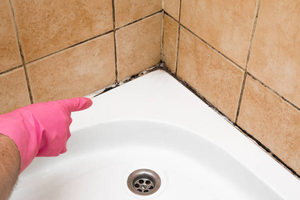 Best White Mold Remediation in El Mirage, AZ